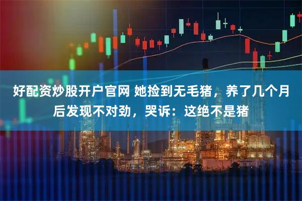 好配资炒股开户官网 她捡到无毛猪，养了几个月后发现不对劲，哭诉：这绝不是猪